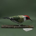 Pic vert (picus viridis) à accrocher - le petit oiseau vient nicher à la maison